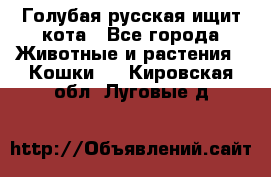 Голубая русская ищит кота - Все города Животные и растения » Кошки   . Кировская обл.,Луговые д.